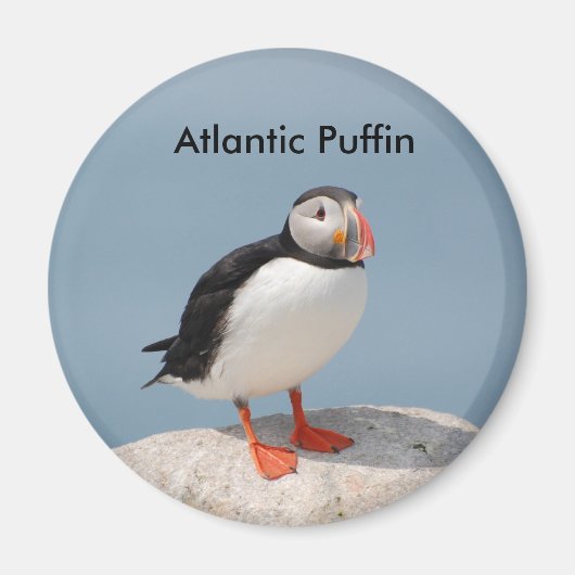 Aimant de Puffin (Devant)