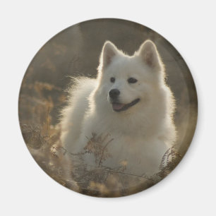 Aimant de race de chien de Samoyed