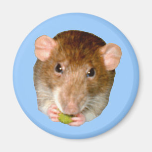 Aimant de rat affamé