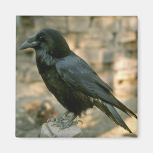Aimant de Raven