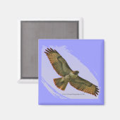 Aimant de Red Tail Hawk (Recto/Verso)