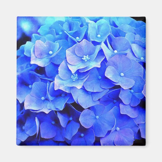 Aimant de réfrigérateur Blue Hydrangeas (Devant)