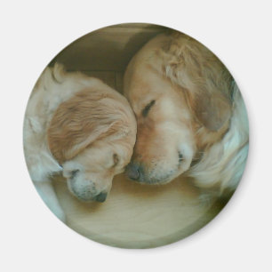Aimant de réfrigérateur de golden retriever