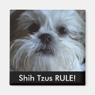 Aimant de réfrigérateur de RÈGLE de Shih Tzus