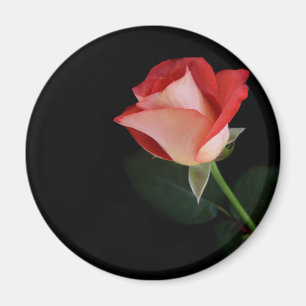 Aimant de réfrigérateur de rose rouge