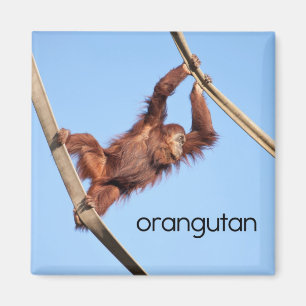 Aimant de réfrigérateur d'orang-outan