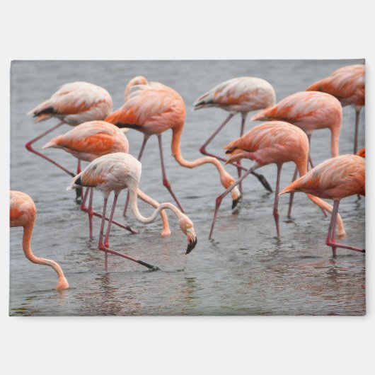 Aimant de réfrigérateur flamant rose (Recto)