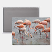 Aimant de réfrigérateur flamant rose (Recto/Verso)