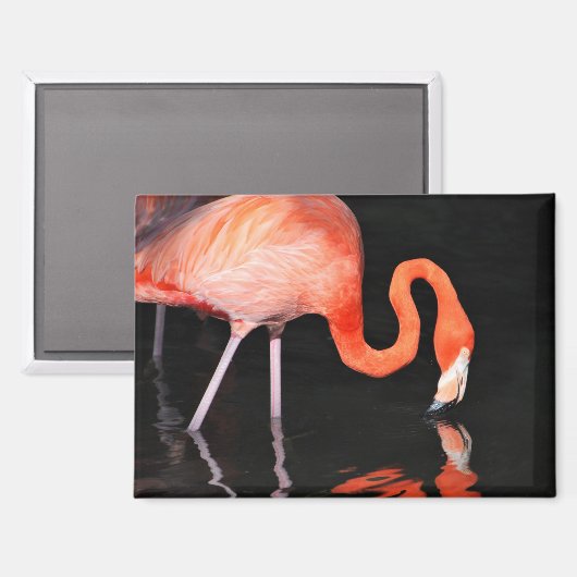 Aimant de réfrigérateur Flamant rose (Recto/Verso)
