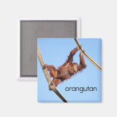 Aimant de réfrigérateur Orangutan (Recto/Verso)