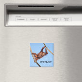 Aimant de réfrigérateur Orangutan (In Situ (Lave-vaisselle))