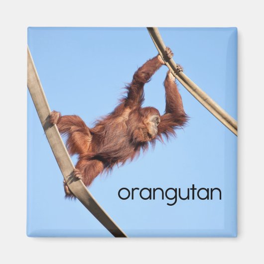 Aimant de réfrigérateur Orangutan (Devant)
