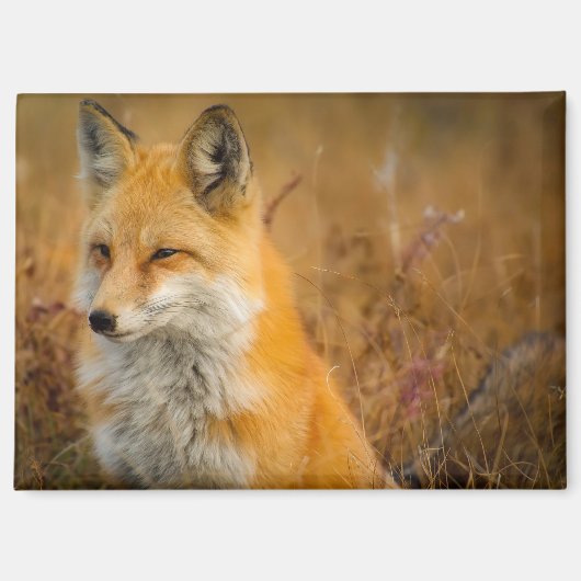 aimant de renard de prairie (Recto)