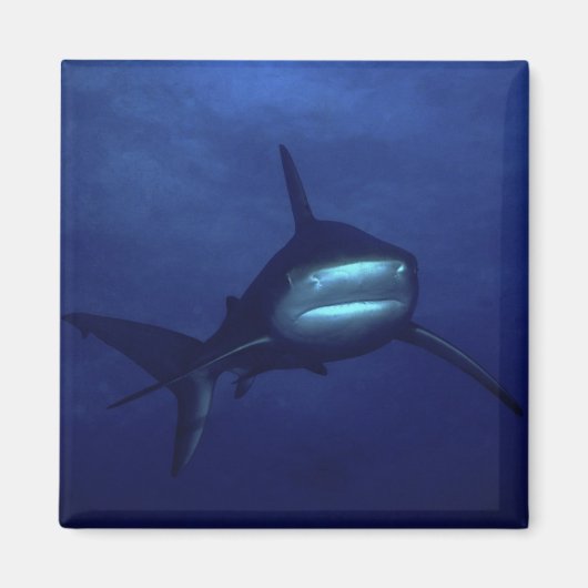 Aimant de requin (Devant)