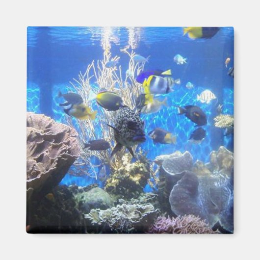 Aimant de réservoir de poisson (Devant)