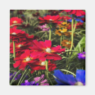 Aimant de ressort Iridescente