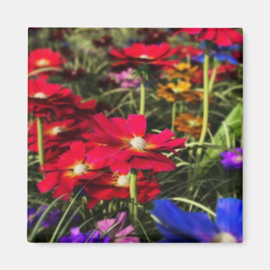 Aimant de ressort Iridescente (Devant)