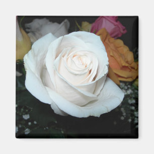 aimant de rose blanc