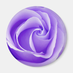 Aimant de rose de pourpre