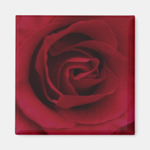 Aimant de rose rouge