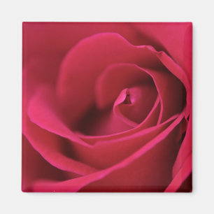 Aimant de rose rouge