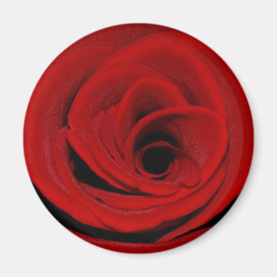 Aimant de rose rouge