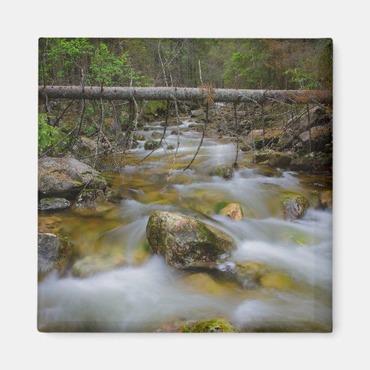 Aimant de ruisseau de la forêt rocheuse (Devant)