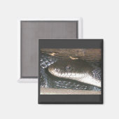 Aimant de serpent noir (Recto/Verso)