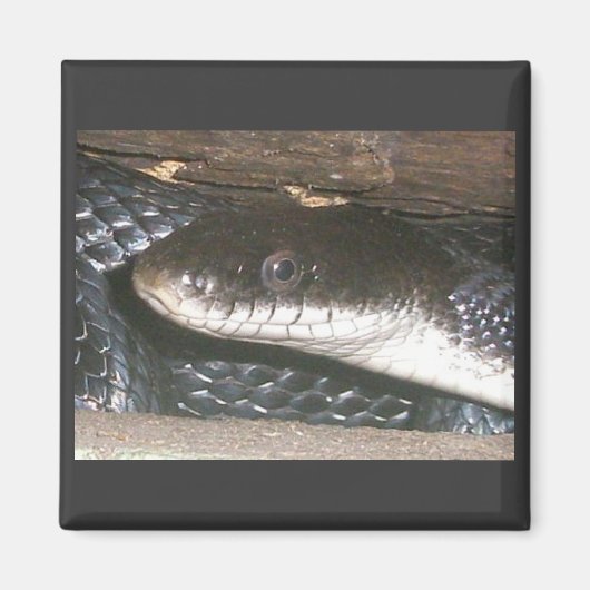 Aimant de serpent noir (Devant)