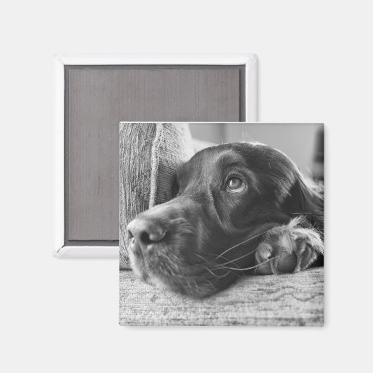 Aimant de Setter irlandais (Recto/Verso)