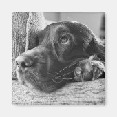 Aimant de Setter irlandais (Devant)