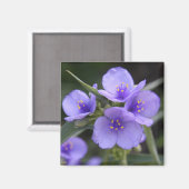 Aimant de Spiderwort (Recto/Verso)