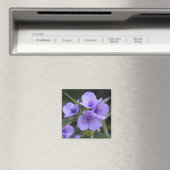 Aimant de Spiderwort (In Situ (Lave-vaisselle))