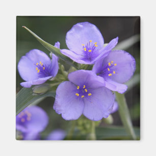 Aimant de Spiderwort