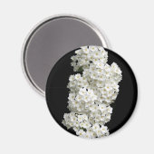 Aimant de Spirea Arguta (Recto/Verso)