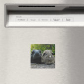 Aimant de Squee et de Scruffles (In Situ (Lave-vaisselle))