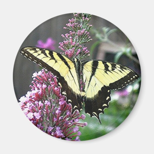 Aimant de SWALLOWTAIL DE TIGRE EST (Devant)