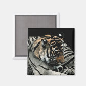 Aimant de tigre #2 - "Motifs dormant" (Recto/Verso)