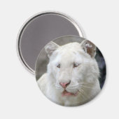 Aimant de tigre blanc rare (Recto/Verso)