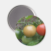 Aimant de tomates de feu de circulation (Recto/Verso)