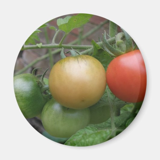 Aimant de tomates de feu de circulation (Devant)