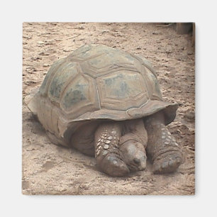 Aimant de tortue