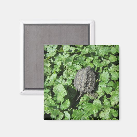 Aimant de tortue de bébé (Recto/Verso)