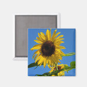 Aimant de tournesol (Recto/Verso)