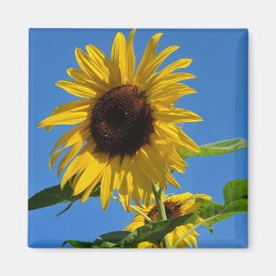 Aimant de tournesol
