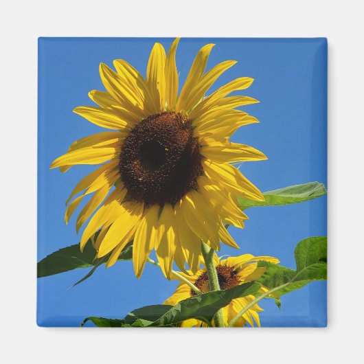 Aimant de tournesol (Devant)