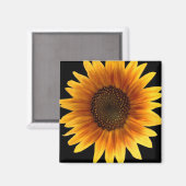 Aimant de tournesol (Recto/Verso)
