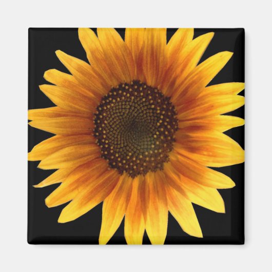 Aimant de tournesol (Devant)