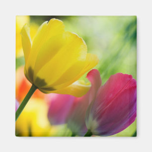 Aimant de tulipes
