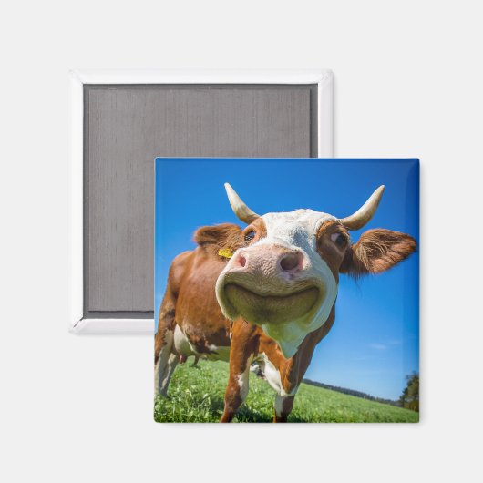 Aimant de vache souriante (Recto/Verso)